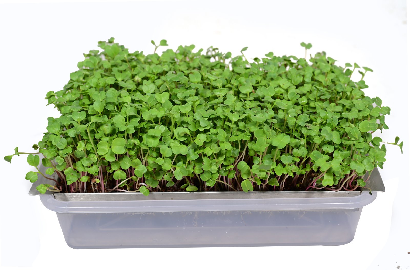 Eco-Friendly & Durable Self-Watering Steel Grow Tray β Large Size