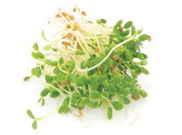 Clover microgreen and Sprouts Seeds -2 Kg