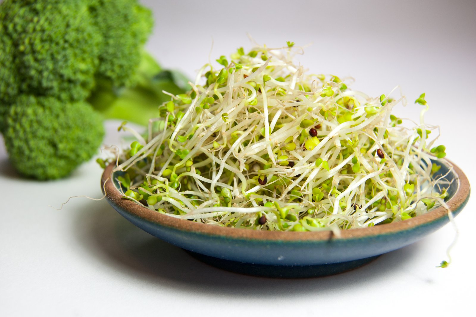 Broccoli Seeds for Microgreens & Sprouts -100g