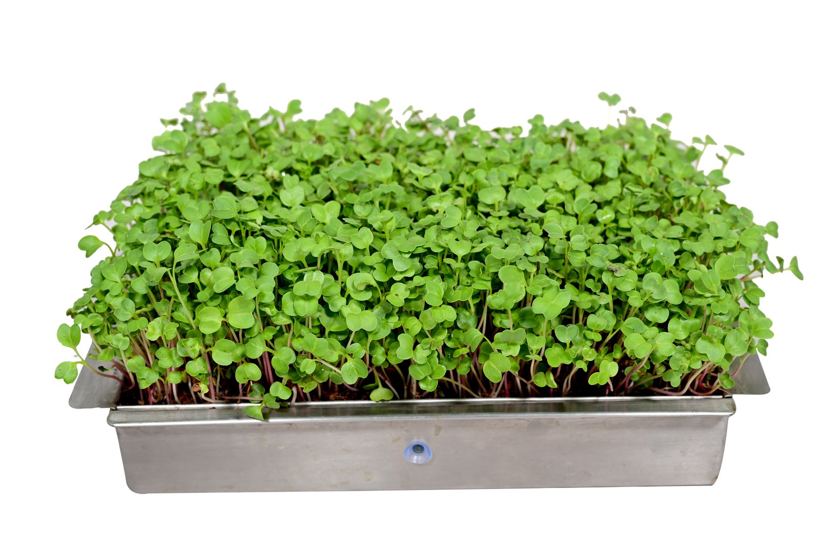Stylish, Durable, Eco-Friendly Steel Grow Tray – Self-Watering Model- Binestar12