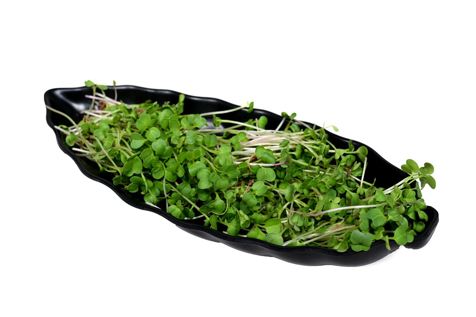 Pink Radish Seeds for Microgreens & Sprouts -5kg