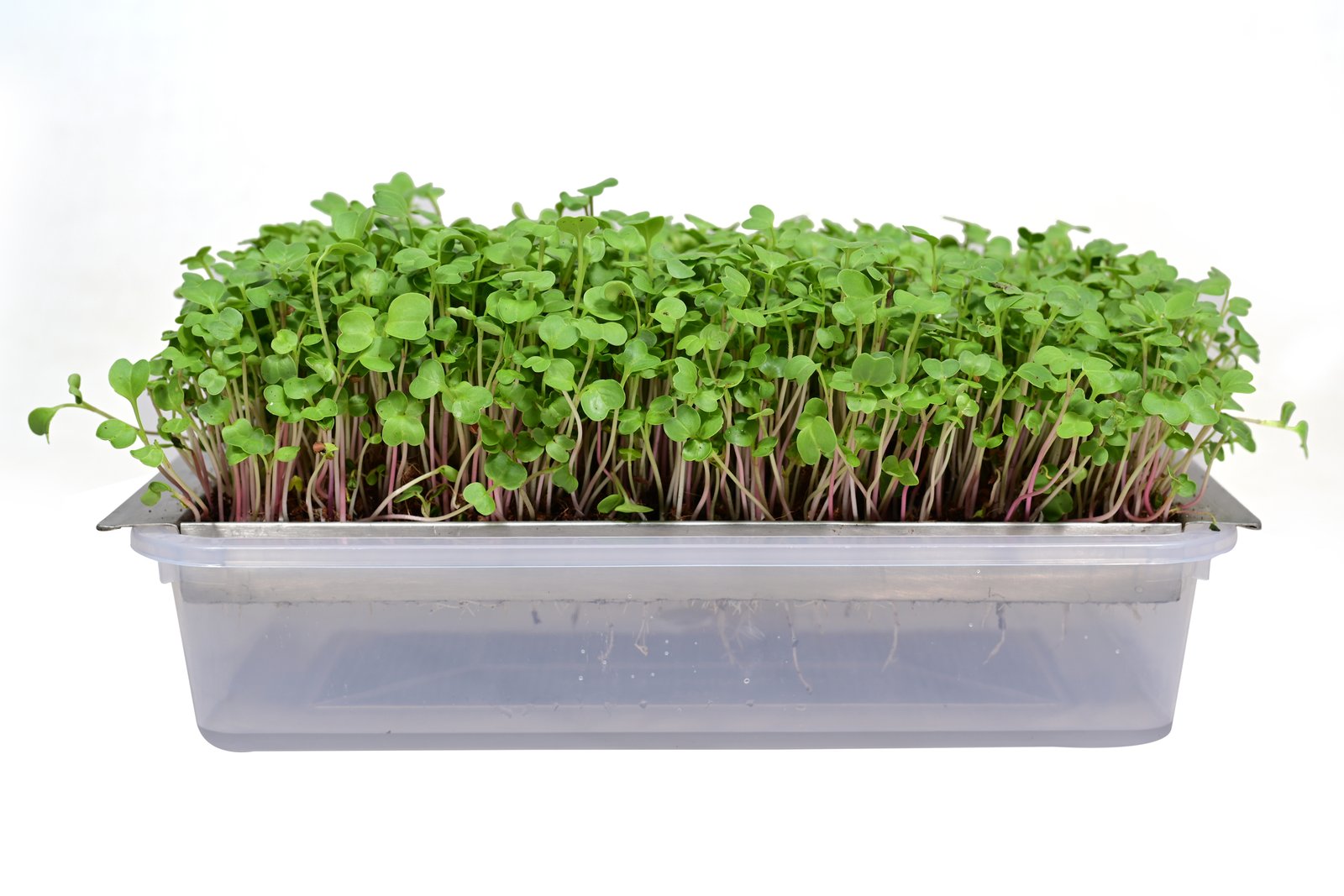 Healthy microgreen trays